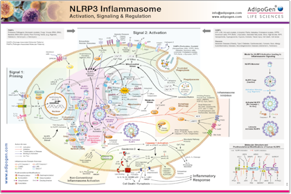 NLRP3 Inflammasome Wallchart AdipoGen