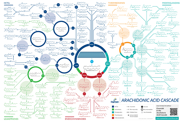 Cayman_poster_Arachidonic_Acid_Cascade