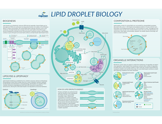 Cayman_poster_Lipid_Droplet_Biology