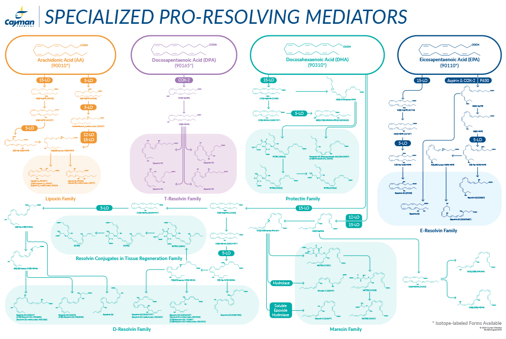 Cayman_poster_Specialized_Pro-Resolving_Mediators