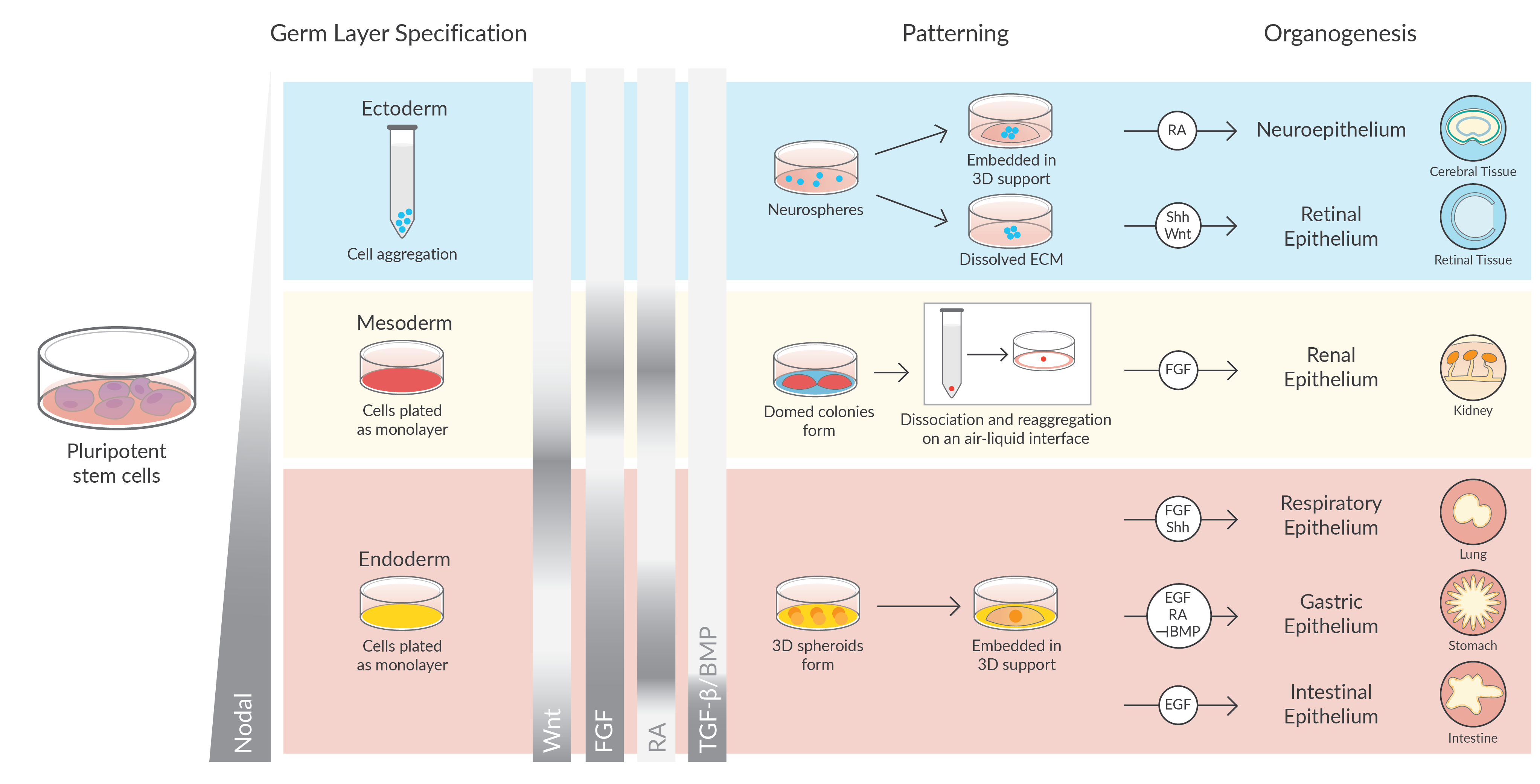 Germ layer specification, patterning, and organoid development 