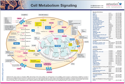Poster_Adipogen_Cell_Metabolism_Signaling_Wallchart
