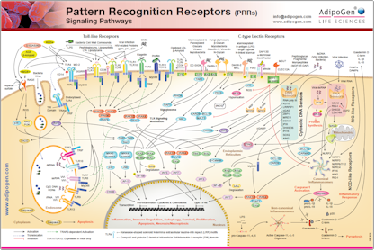 Poster Pattern Recognition Receptors