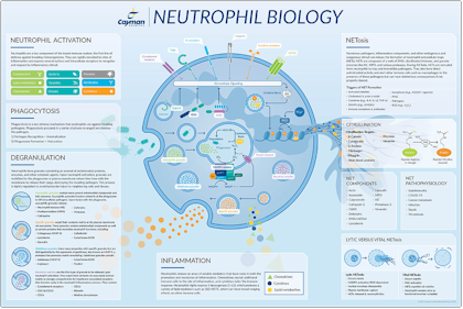 Cayman Neutrophil Biology Poster
