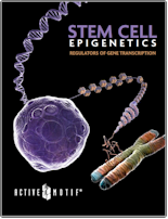 Active Motif Stem Cell Epigenetics