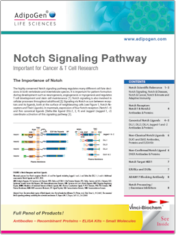 Notch_Signaling AdipoGen