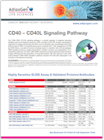 Adipogen_CD40-CD40L_Signaling_Pathway