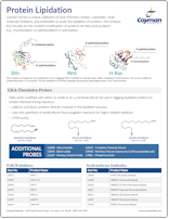 Cayman Protein Lipidation