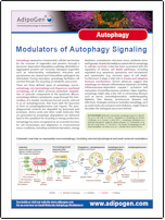 Flyer_Adipogen_Autophagy