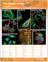 StressMarq Pre & Post-Synaptic Markers